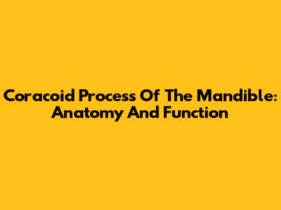 Coracoid Process Of The Mandible: Anatomy And Function